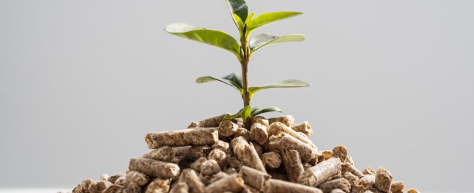 bioenergia brote verde